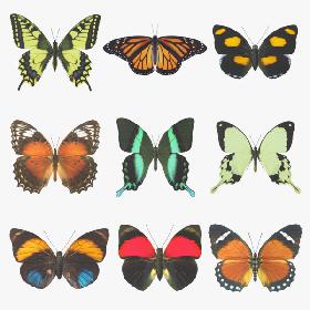 Butterfly Collection 3D model